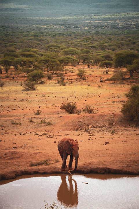 Elephant Drinking Water