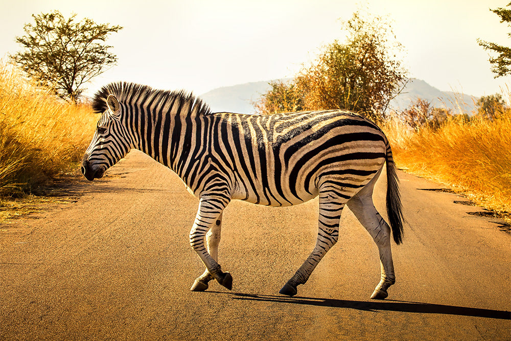 Zebra Crossing