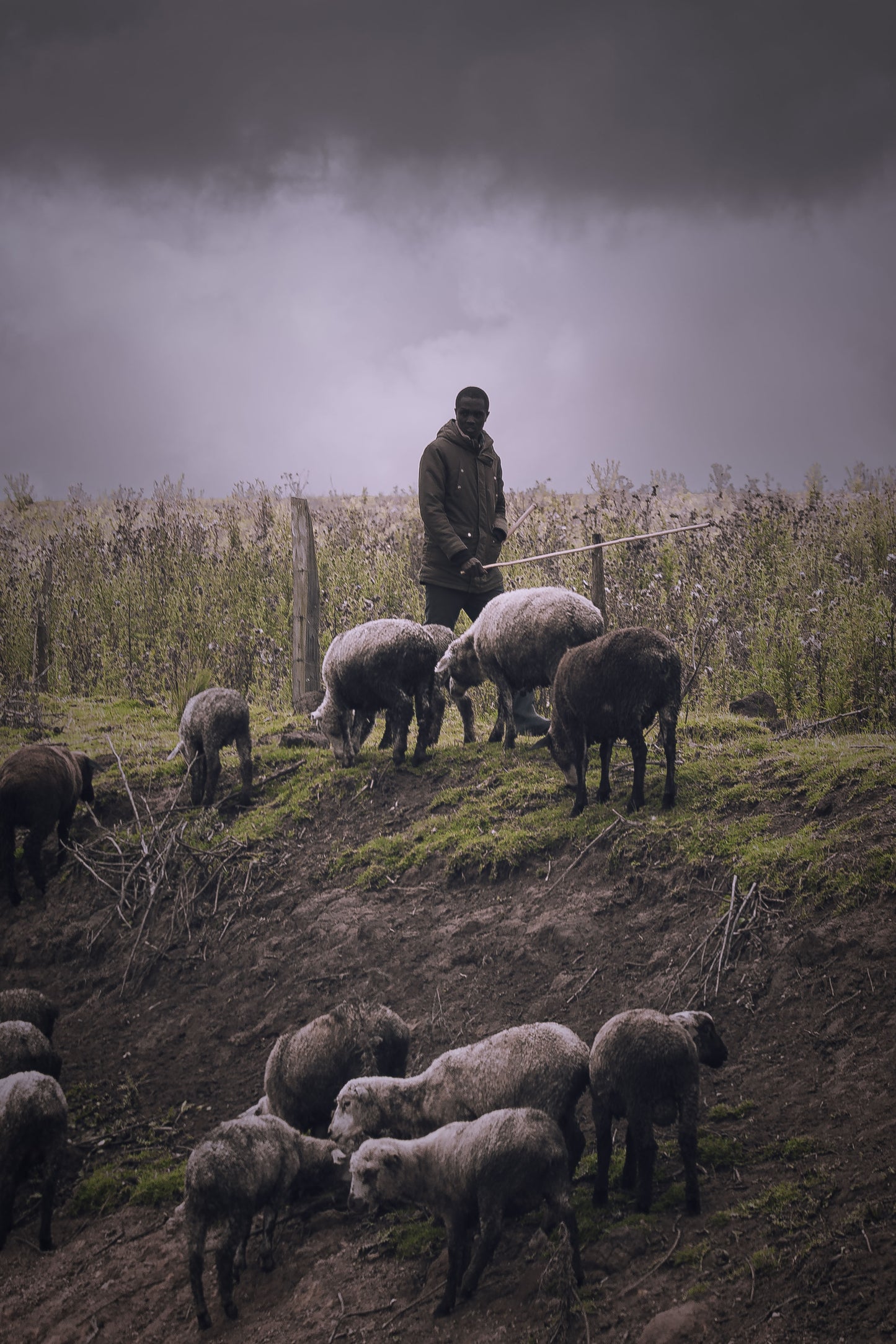 The Shepherd