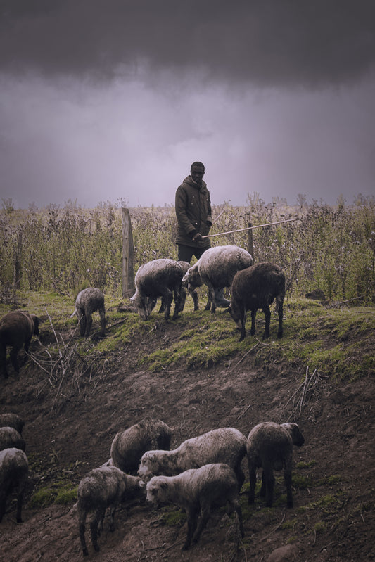 The Shepherd