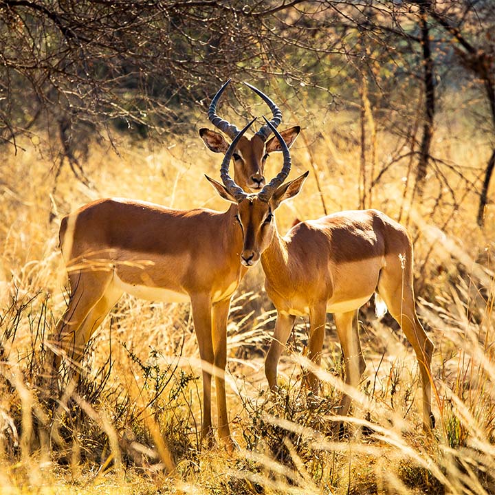 Antelopes In the golden light of the savannah