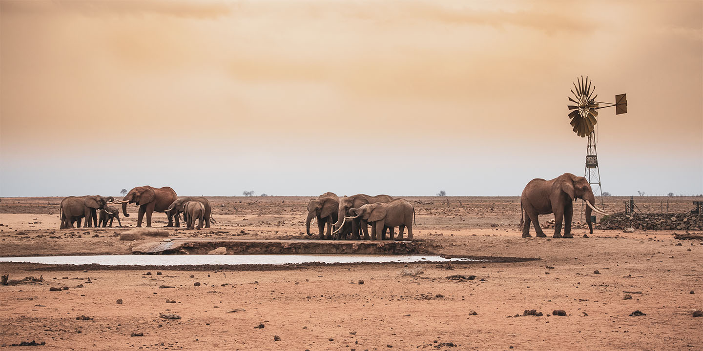 Amboseli Elephant Herd