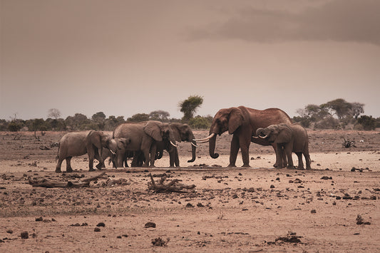 Amboseli Herd