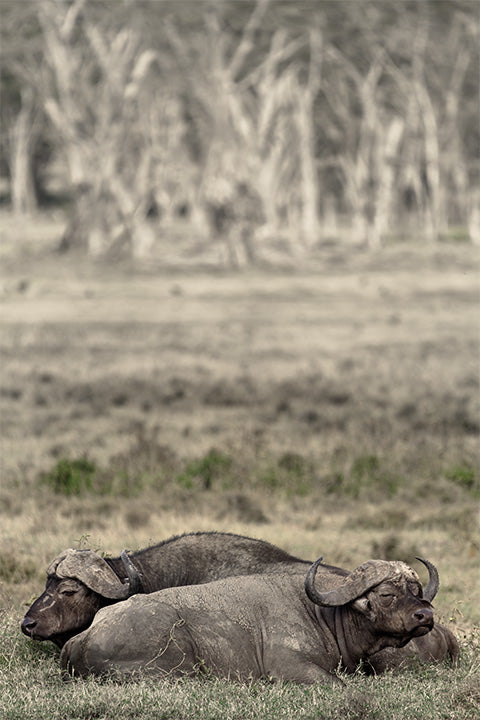 Sleeping Buffalo