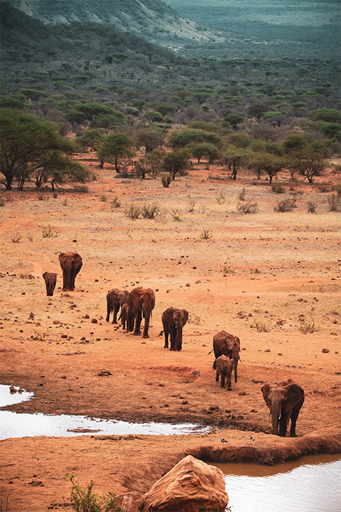 Tsavo Elephant Herd