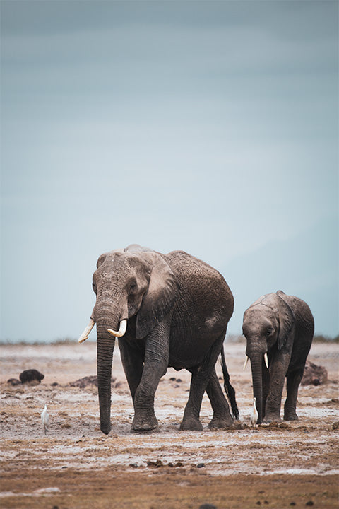 Two Elephants