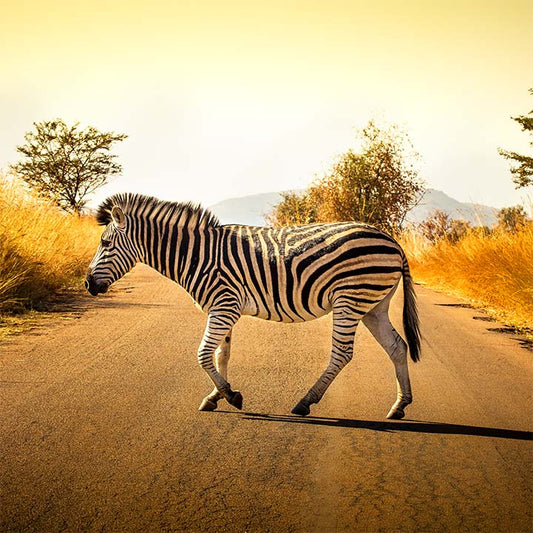 Zebra Crossing